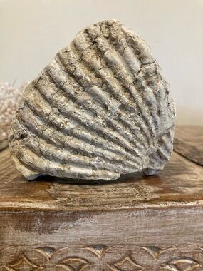 Fossilized Shell Chunk Stone Decor